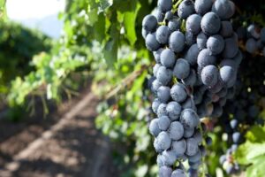 GREAT AMERICAN CROP INSURANCE: DTN Closing Livestock Comment 11/08 17:19