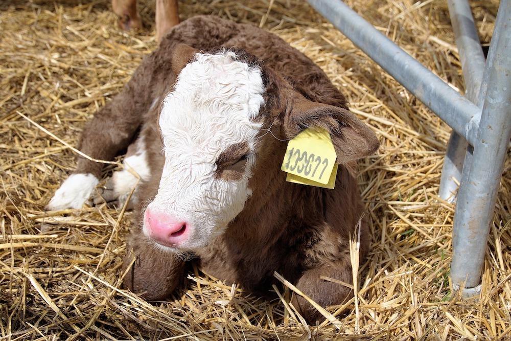 Erin Boggs and Rachelle Schlochtermeier have already rescued 86 calves whose mothers died or were hurt in the Starbuck wildfire. Contributed