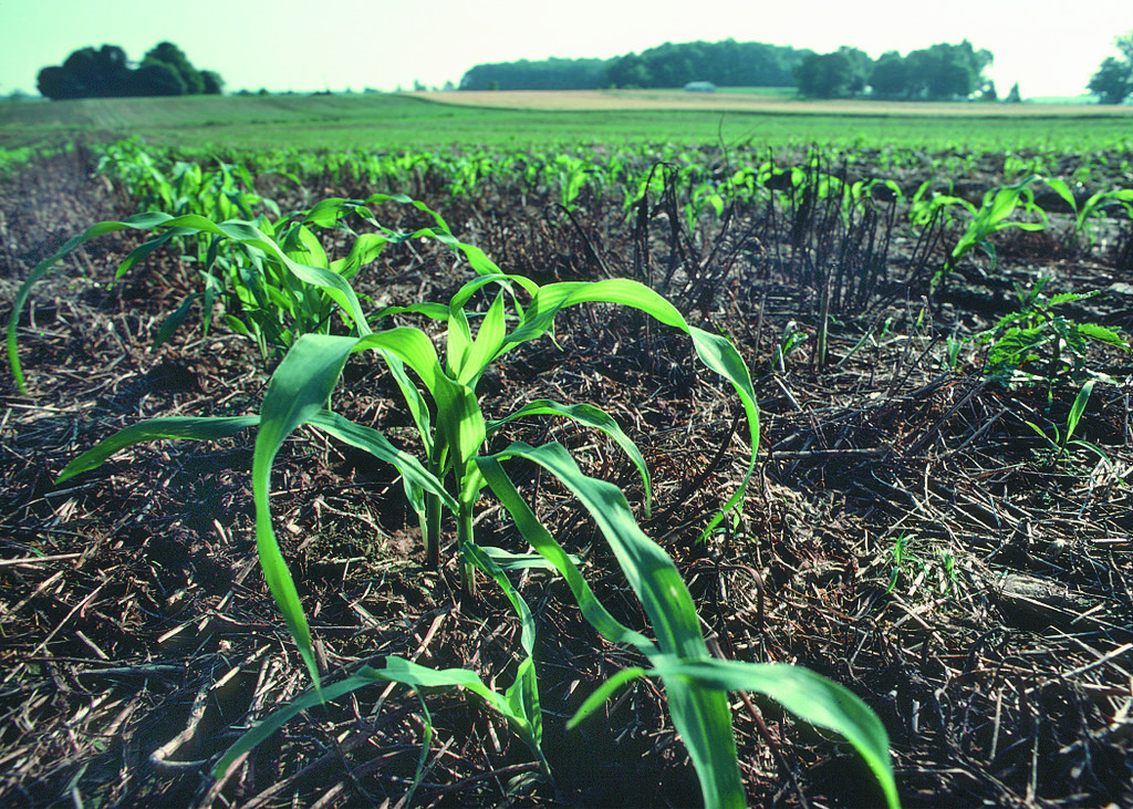 Corn chutes push through a reclaimed soybean field. Wikimedia Commons/USDA