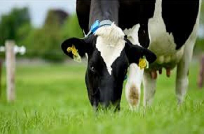 INTERNATIONAL AG INSURANCE SOLUTIONS: Dairy Feed Price Outlook: Surging Grains & Stable Forage