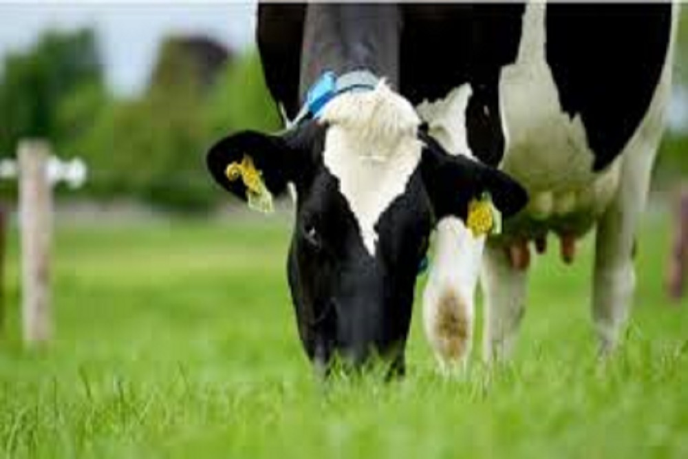 INTERNATIONAL AG INSURANCE SOLUTIONS: Dairy Feed Price Outlook: Surging Grains & Stable Forage