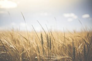 ADM and Agrible offer growers complimentary Morning Farm Report subscription