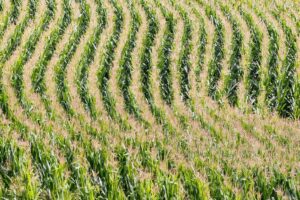 WGIS promotes Jason Verhoef to Director of Employee Benefit Sales