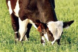 INTERNATIONAL AG INSURANCE SOLUTIONS: Grazing Alfalfa? Proceed With Caution