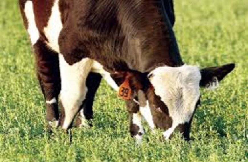 INTERNATIONAL AG INSURANCE SOLUTIONS: Grazing Alfalfa? Proceed With Caution
